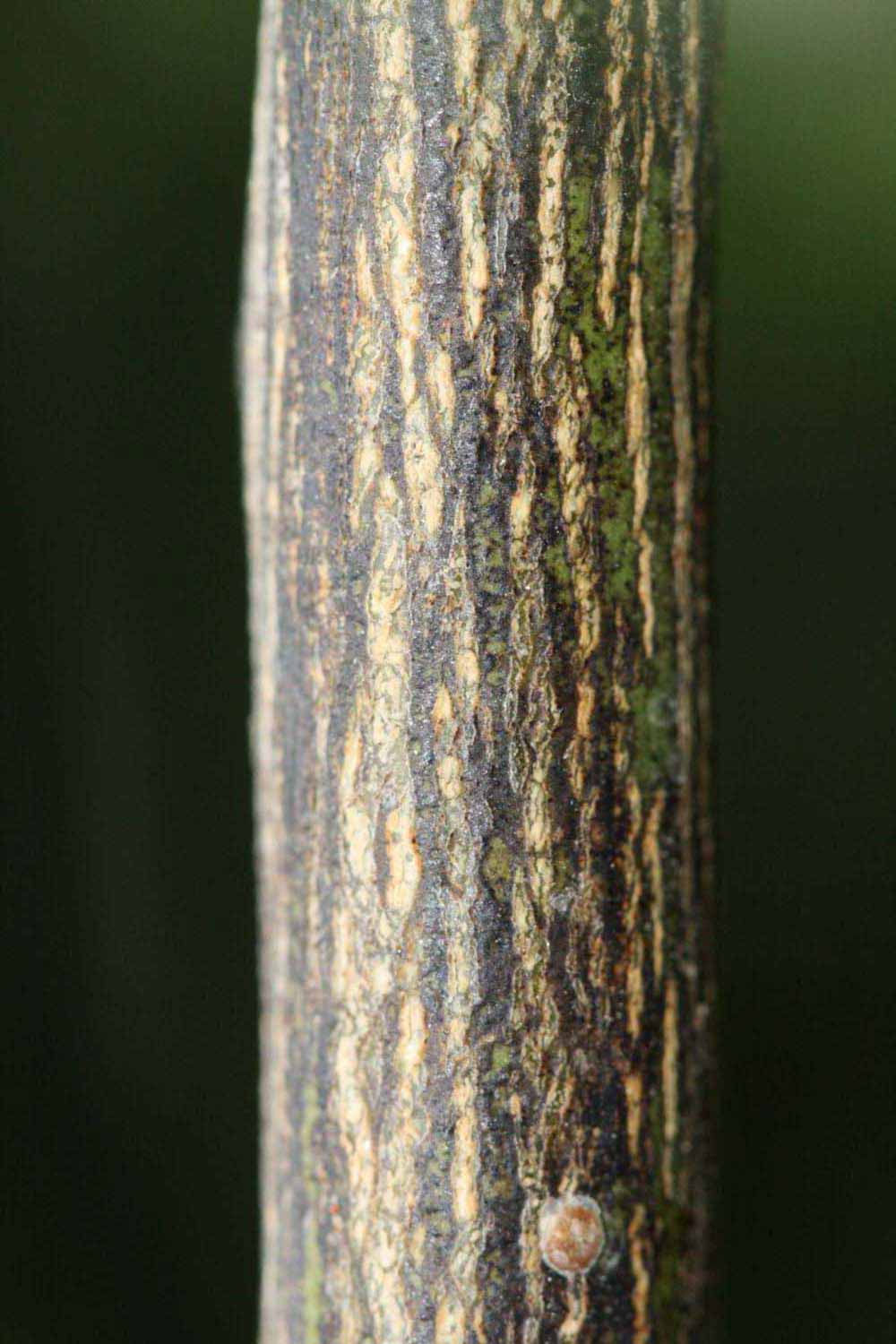              Second - third year twig (Riverside, CA)       